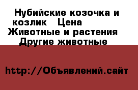 Нубийские козочка и козлик › Цена ­ 3 000 -  Животные и растения » Другие животные   